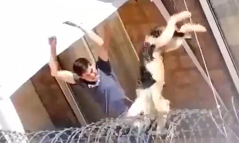 Nunca más podrá volver a tener un animal: La condena contra hombre que maltrató cruelmente a dos perros