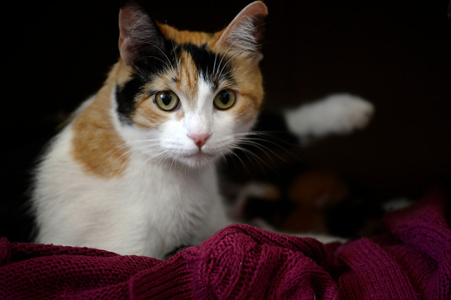 Investigación chilena confirma que es posible que un humano contagie a su gato con COVID-19