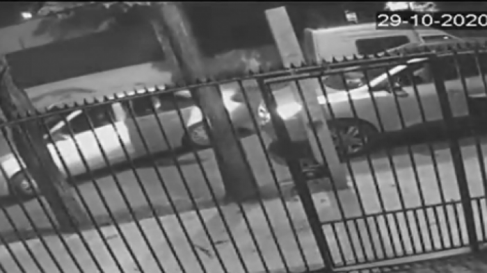 Delincuentes robaron perro en violento 