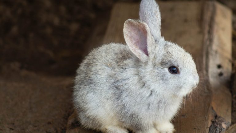 Colombia prohibirá pruebas de productos cosméticos con animales