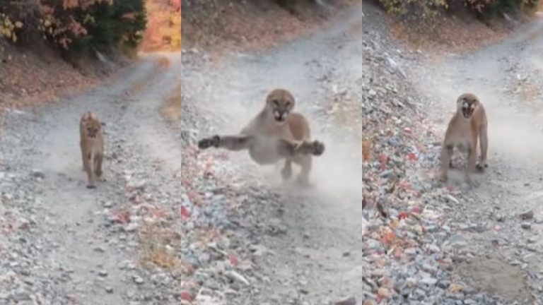 No la cuenta dos veces: Los minutos de pesadilla que vivió un senderista al encontrarse con un puma