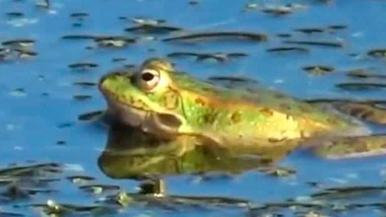 Cambio climático: ¿Por qué no actuamos con la urgencia que esto requiere y vivimos el síndrome de la rana hervida?