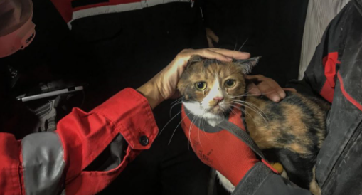 Terremoto en Turquía: Perro rescató a gatito que pasó más de 30 horas bajo los escombros