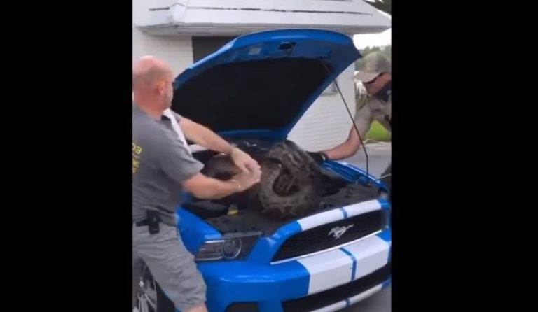 Así fue el rescate de una pitón de 3 metros que se metió adentro de un Mustang