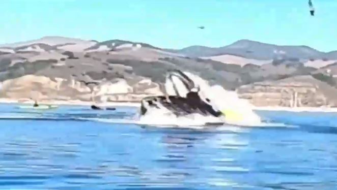 Milagrosa salvada: Ballena jorobada casi se tragó a dos kayakistas