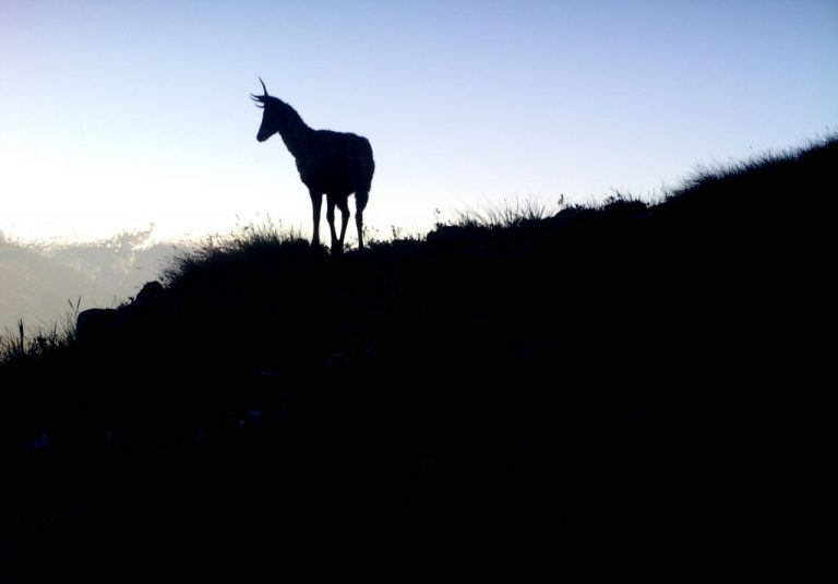 Cerca de 290 hectáreas consumidas en incendio en Reserva Ñuble: Huemules estarían a salvo