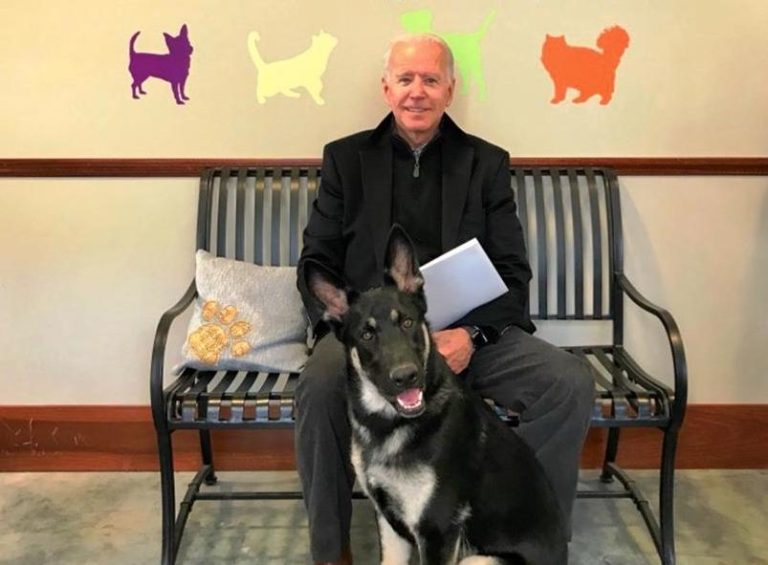 Pastor Alemán de Joe Biden será el primer perrito rescatado en vivir en la Casa Blanca