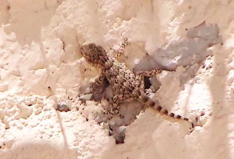 Alerta en Santiago por proliferación de reptil que podría amenazar nuestro ecosistema