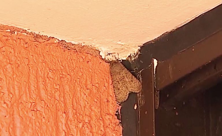 Alerta por invasión de polillas en Santiago: Esta es la razón por la que aparecen en tu casa