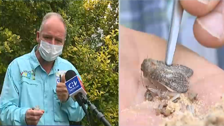 ¿Son peligrosas? Alfredo Ugarte explica qué diablos pasa con las polillas en Santiago