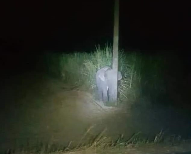 Lo más tierno que verás hoy: Pequeño elefante se escondió detrás de un poste de luz tras comerse lo que no era suyo