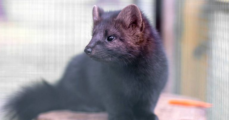 Por brote de COVID-19 en granja: Francia sacrificará a mil visones