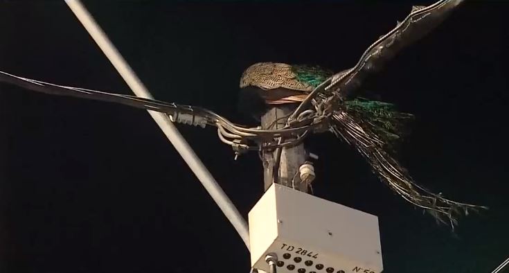 Ahora un pavo real: Lo captaron descansando en poste de luz en Recoleta