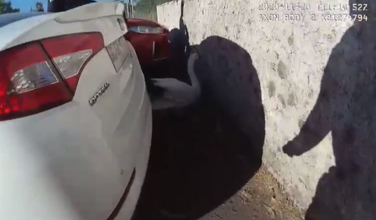 Primero un toro, luego un pavo real y ahora un cisne: Hubo operativo en Providencia para rescatarlo