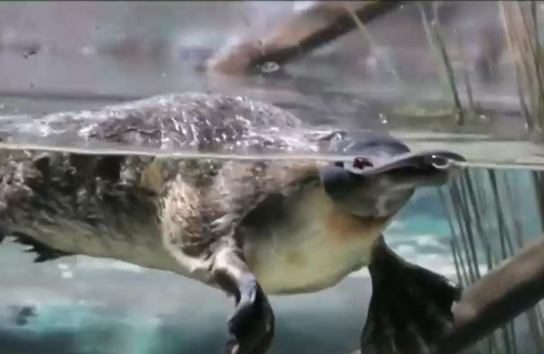 Piden que se declare al ornitorrinco en riesgo de extinción por amenaza de su hábitat