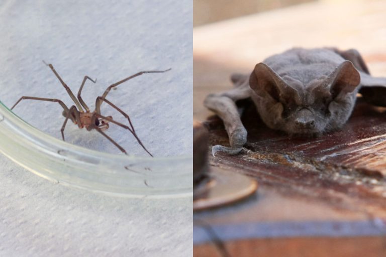 Temporada de arañas de rincón: Revisa cómo diferenciarlas y qué hacer ante la aparición de murciélagos
