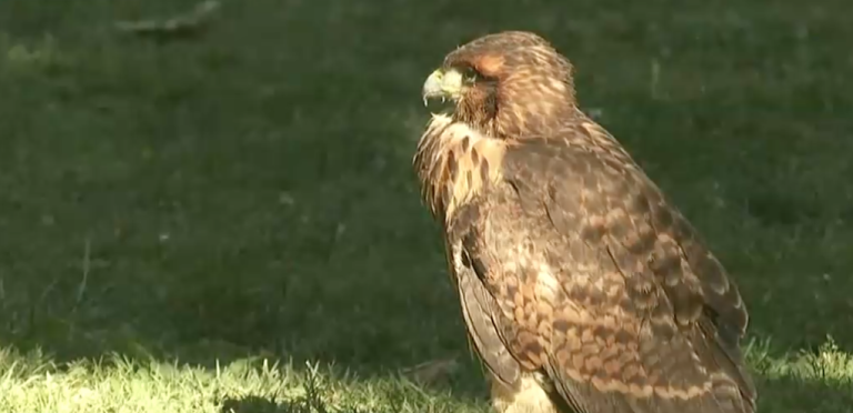 Peuco herido deambuló por el Parque Forestal: Fue rescatado por el SAG