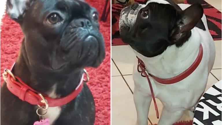 Familia busca desesperada a pareja de bulldog francés que fue robada: $500 mil de recompensa