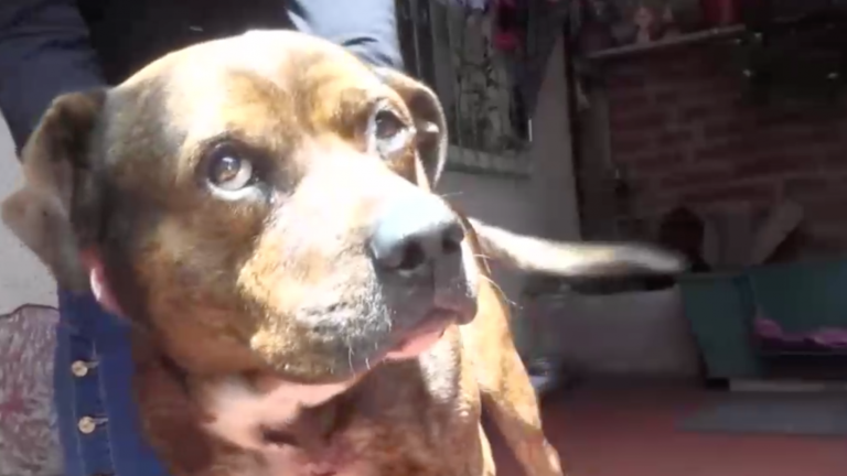 San Antonio: Ex pareja amenazó a mujer y disparó en el pecho a su perrito