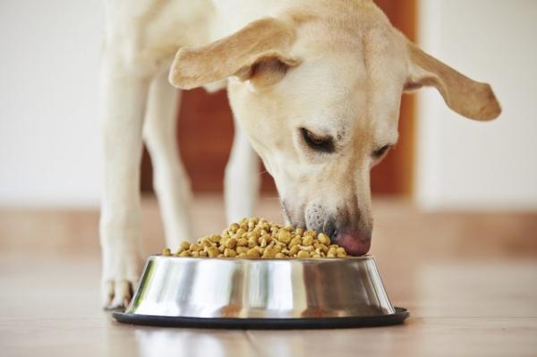 Cannes anuncia reparación económica para dueños de perritos afectados por lote de alimento defectuoso