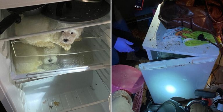 Cuatro cachorros fueron rescatados tras ser escondidos en un refrigerador para ser vendidos en Navidad