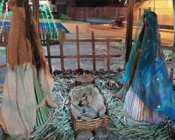 Estaba profundamente dormido: Foto de perrito descansando en un pesebre en Brasil se vuelve viral