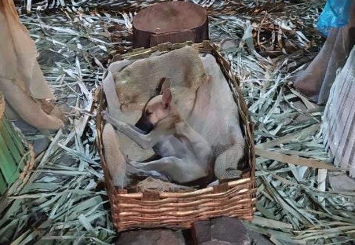 Cachorro callejero fue encontrado durmiendo en un pesebre: Familia le consiguió un hogar