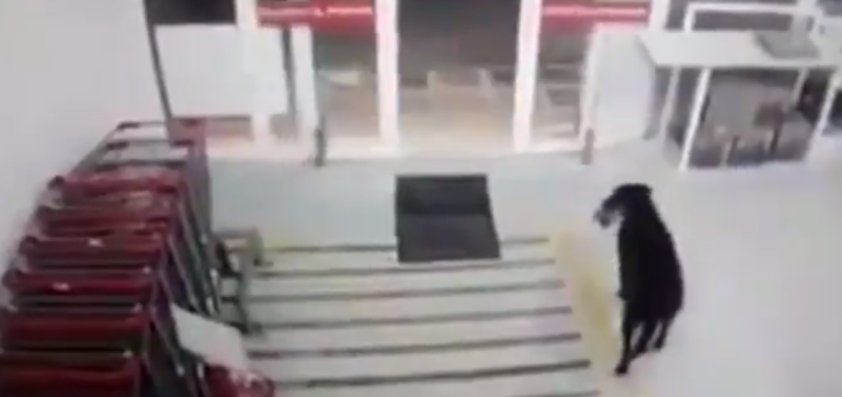 Perro roba comida de un supermercado y al salir 