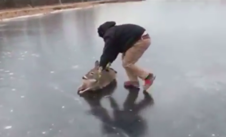 Milagro navideño: Registran cómo hombre rescató a un ciervo atrapado en el hielo