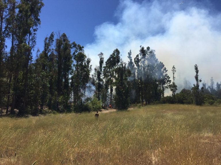 Cinco compañías de Bomberos trabajan en incendio forestal en Placilla: Terreno complica el control de las llamas