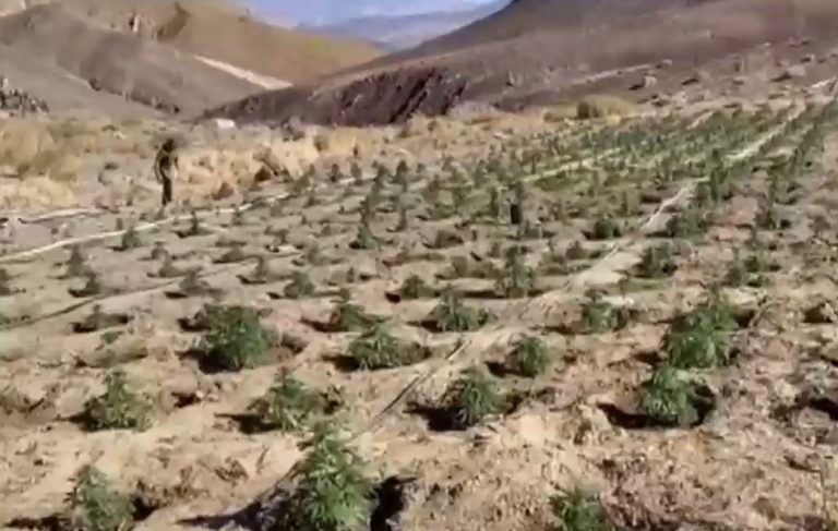 Descubren cultivos de marihuana con riego por goteo en el desierto de Atacama
