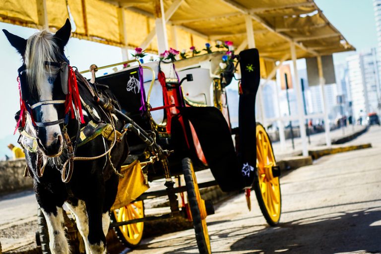 Cocheros y animalistas se enfrascaron en pelea en las afueras del municipio de Viña
