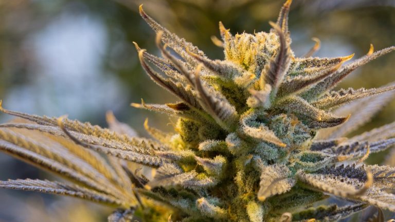 Decisión histórica: ONU retira la cannabis de la lista de drogas más peligrosas