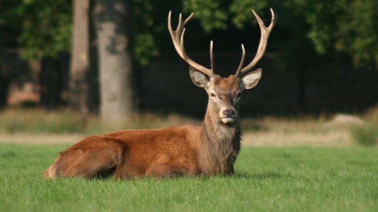Pensó que era un ciervo: Hombre mató a su hijo mientras cazaba en un bosque
