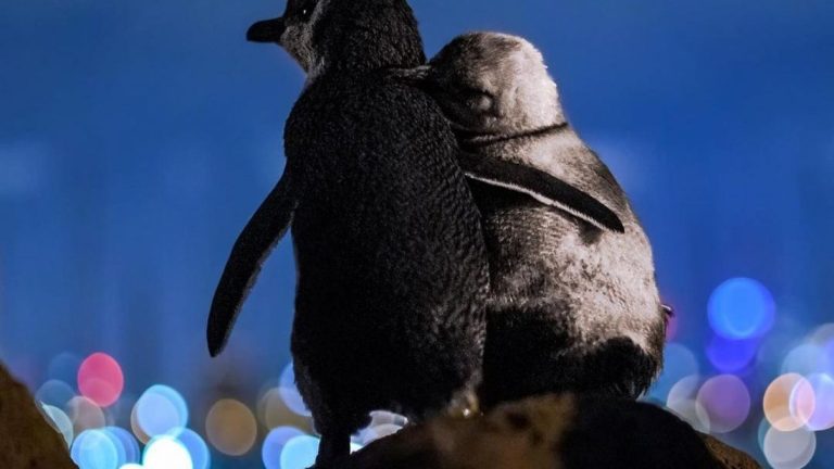 Dos pingüinos abrazados mirando el mar: Esta es la foto ganadora del 