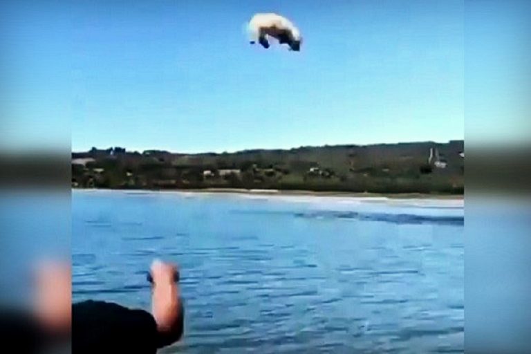 Investigan por maltrato animal a sujeto que arrojó a un poodle toy al mar en Chiloé