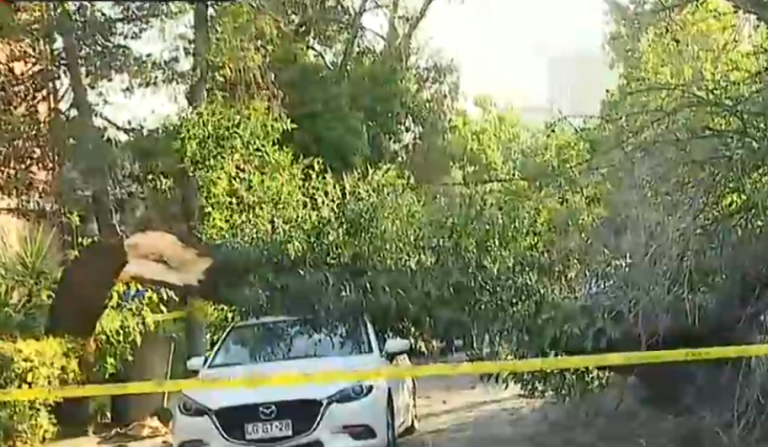 Árbol de gran tamaño cayó sobre vehículos en Providencia