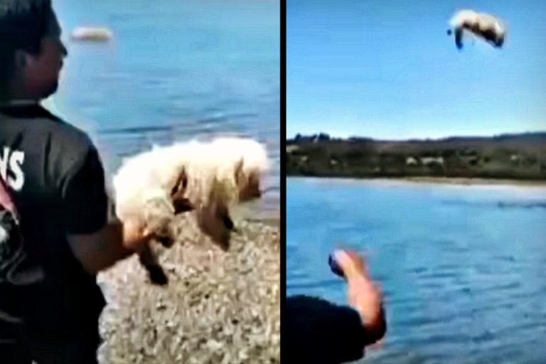 Buscan formalizar por maltrato animal a sujeto que arrojó a un poodle toy al mar en Chiloé