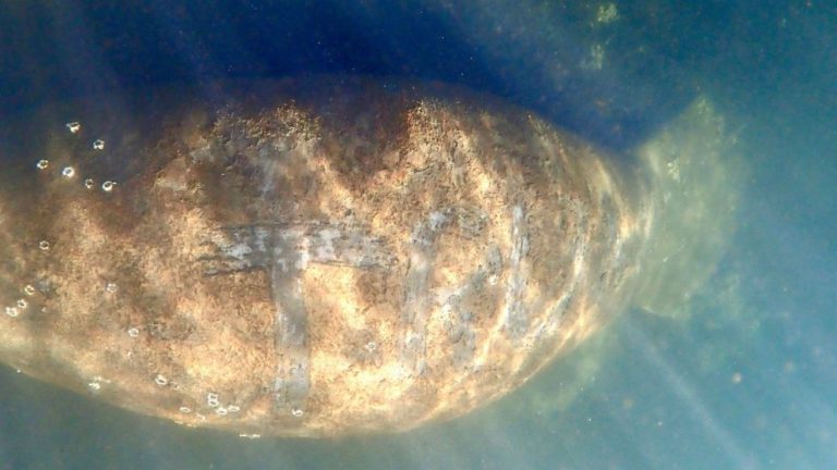 Buscan a responsable de atacar a manatí y tallarle la palabra 