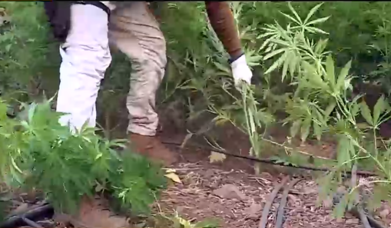 Desbaratan laboratorio y campamento de narcos en pleno cerro: Incautaron casi 3 mil plantas de cannabis sativa