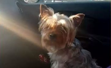 Mujer busca a perrito robado en medio de portonazo: Iba en el vehículo que se llevaron