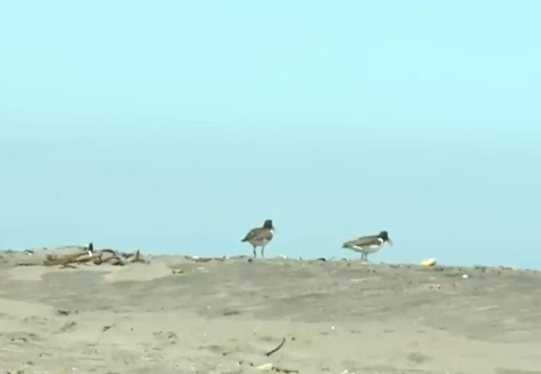 Buscan proteger flora y fauna en dunas de Concón: Prohibirán ingreso de vehículos al santuario