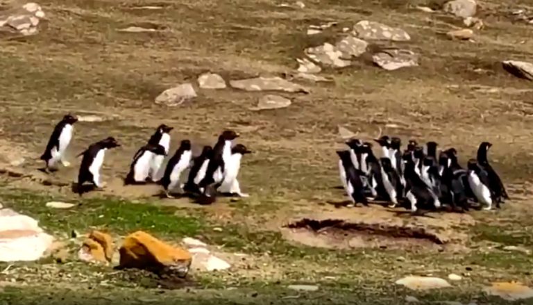 Video muestra cómo dos grupos de pingüinos 