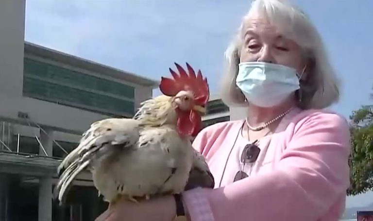 Asegura que es un buen compañero: Mujer causó sensación al llevar a su gallo mascota a la playa