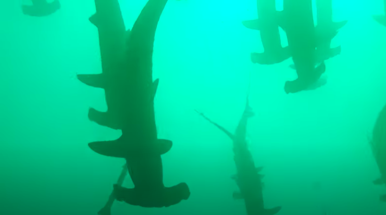 “Fue una experiencia dramática