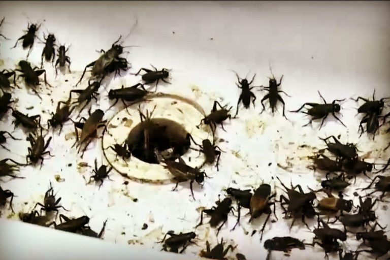 “Amanecimos invadidos por estos bicharracos”: Presencia masiva de grillos desespera a vecinos