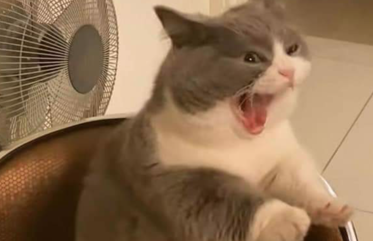 Los mejores memes que dejaron los temblores de la Zona Centro y la Antártica de Chile