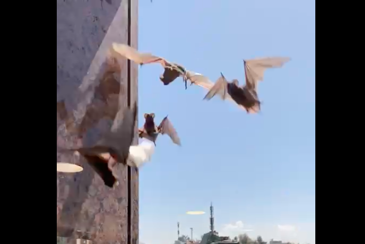 Decenas de murciélagos se aglomeran a plena luz del día en edificio de Las Condes