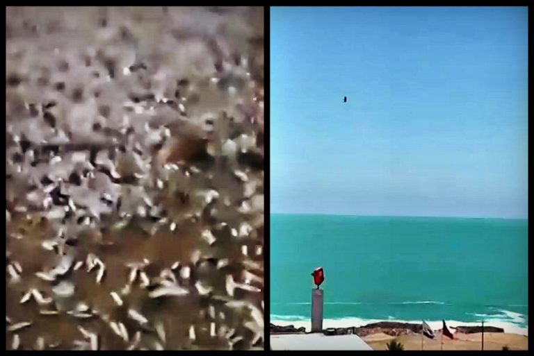 Fenómenos naturales en las costas de Chile: Cientos de peces varados y cambios en el color del mar