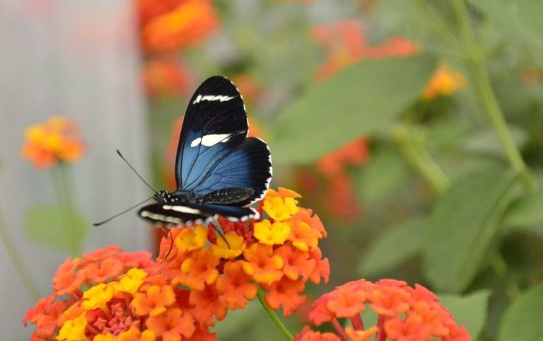 ¿Cómo se impulsan? Científicos explican las causas del particular vuelo de las mariposas